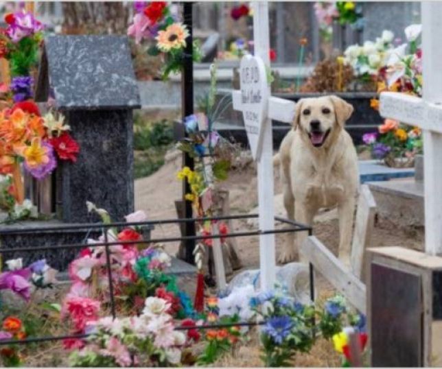 Not Cias Cachorro Vai Morar No Cemit Rio Ao Lado Do T Mulo Em Que