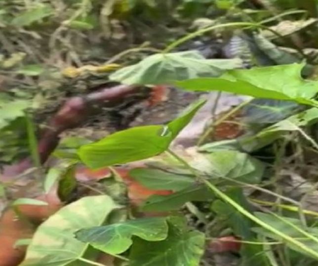 Notícias IMAGENS FORTES Câmera de segurança flagra momento em que