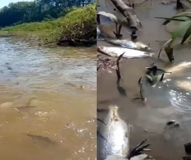 Not Cias Moradores Denunciam Morte De Peixes Ap S Prefeitura De