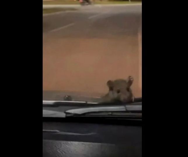 Not Cias Imagens Fortes V Deos Mostram Momento Em Que Motociclista