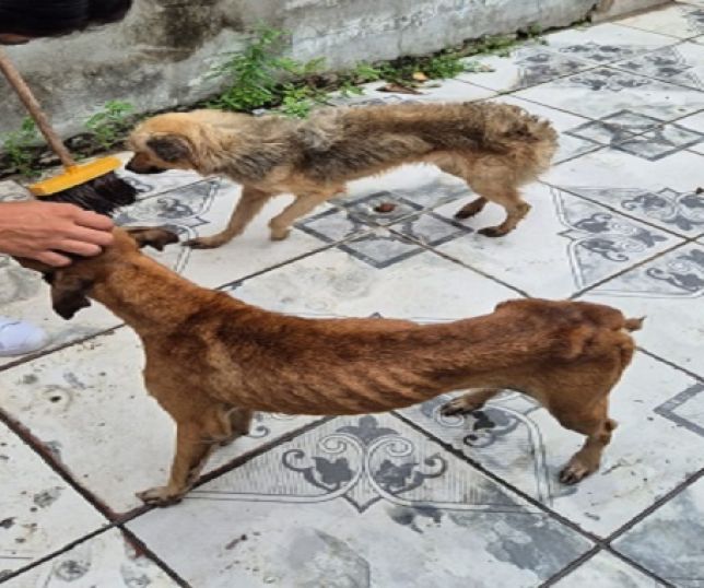 Not Cias Dema Recebe Den Ncia E Prende Homem Por Maus Tratos A Dois