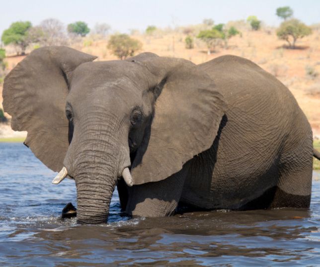 Notícias Qual animal tem as maiores orelhas do mundo? Portal do Zacarias A verdade da Notícias Qual animal tem as maiores orelhas do mundo? Portal do Zacarias A verdade da