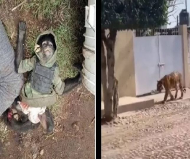 Funcionário de zoológico é mordido por tigre e morre de ataque cardíaco  horas depois - Hora 7 - R7 Hora 7