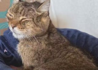 Gatinho desaparecido há 7 anos volta para a família; 'inacreditável'