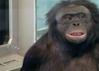 Chimpanzé 'gênio' entendia inglês e jogava Minecraft