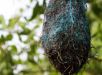 Poluição: no Brasil, aves estão fazendo ninhos com resíduos plásticos