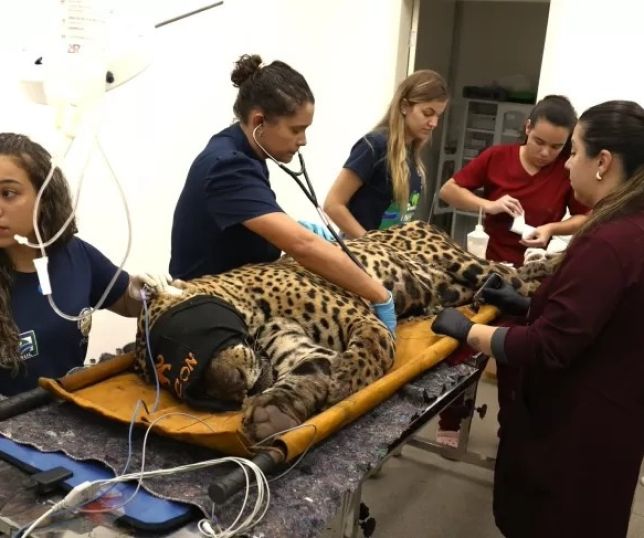 Notícias Onça Capturada Após Morte De Caseiro Não Retornará à