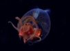 Invertebrado mais pesado do mundo é filmado pela primeira vez em águas profundas