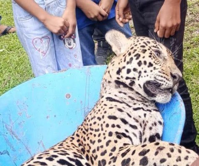 Onça é morta por caçadores perto de colégio em Tabatinga, interior do Amazonas