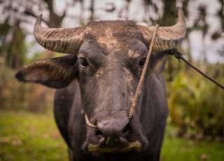 Homem mata o pai a golpes de porrete por causa de um boi na Bahia