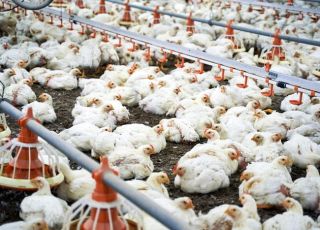 Gripe aviária: governo pede que compradores não penalizem o país todo