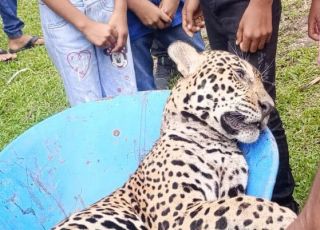 Onça é morta por caçadores perto de colégio em Tabatinga, interior do Amazonas