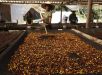 Alta de 80,2% nos preços do café em 12 meses é a maior do Plano Real, diz IBGE
