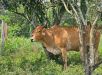 Portaria da Adaf torna vacinação contra a raiva obrigatória em Apuí, após confirmação de caso da doença em animal de produção