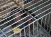 Plataforma aborda tráfico de animais em três países