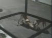 Imagens mostram ataque brutal de pitbulls a cadela em Manaus. VEJA VÍDEO