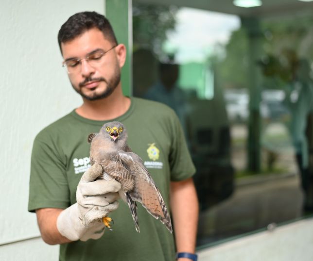 Gavião-carijó é resgatado pela Sepet e Ipaam em área próxima ao Sambódromo