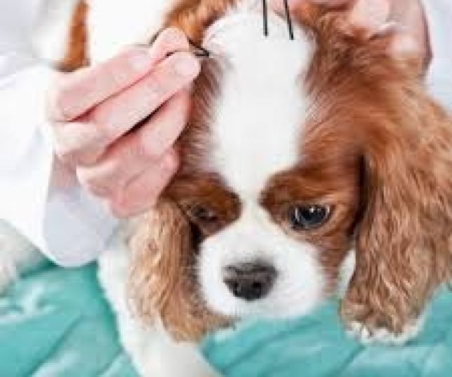 Acupuntura para cachorro e gato: bem-estar e alívio da dor
