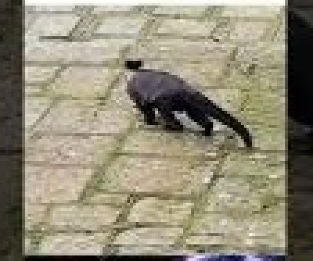 SÓ VENDO PARA CRER! Macaco aproveita despacho, fica bêbado e vira atração na internet. VEJA VÍDEO