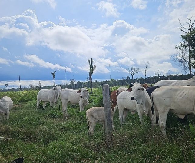 Operação Tamoiotatá V: Ipaam aplica mais de R$ 930 mil em multas por criação ilegal de gado na Floresta de Tapauá