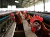 Gripe aviária: Goiás confirma primeiro caso em aves de subsistência