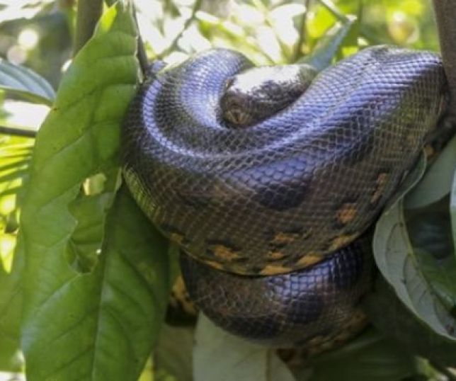 Como uma anaconda brasileira de 80 kg faz para subir em árvores?