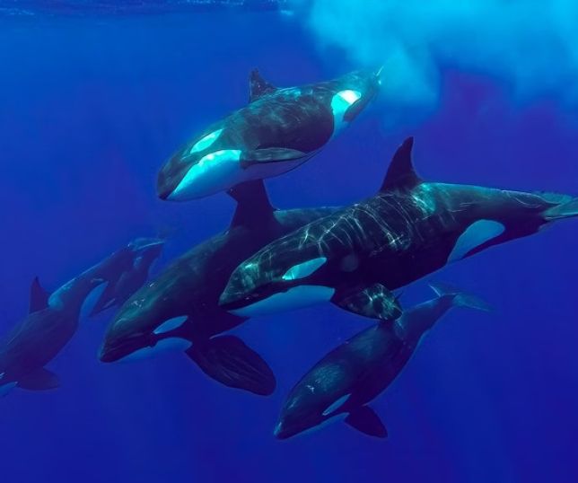 Orcas selvagens são flagradas ''se beijando'' pela primeira vez