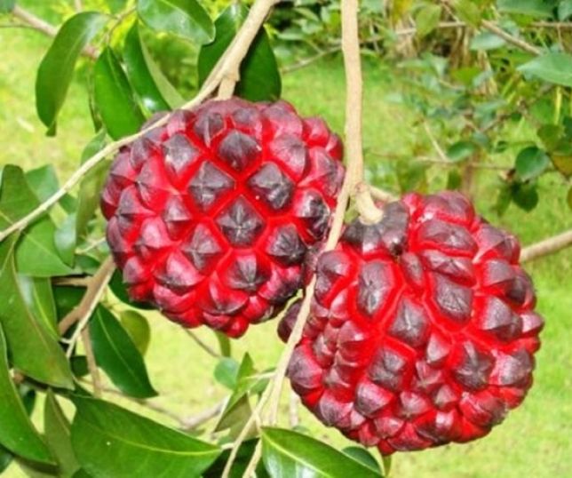 Pindaíba: fruta brasileira rica em antioxidantes protege o coração