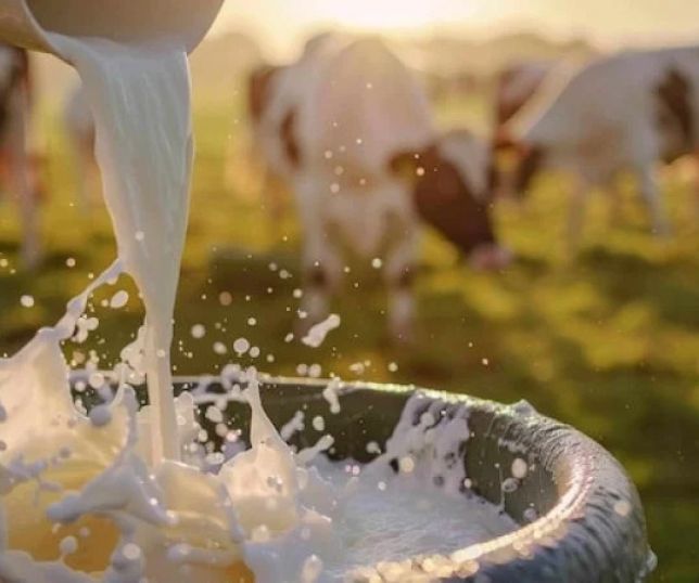 Aquecimento global afeta vacas e reduz a produção de leite, diz estudo