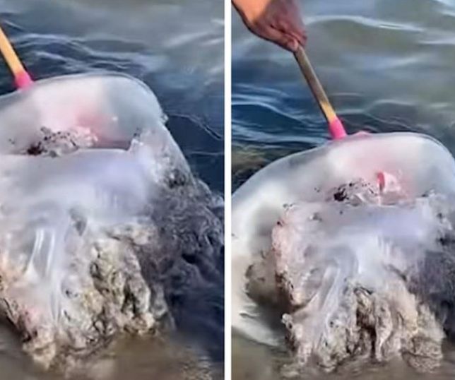 Medusa gigante aparece em praia de Málaga, Espanha