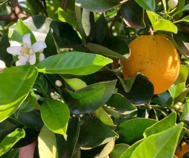 Laranjeiras são fortes aliadas contra mudanças climáticas; entenda