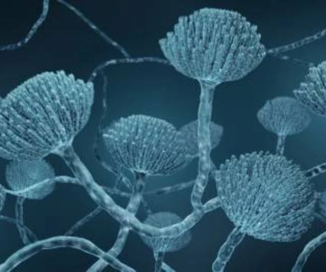 Mudanças climáticas ampliam risco de infecções por fungos