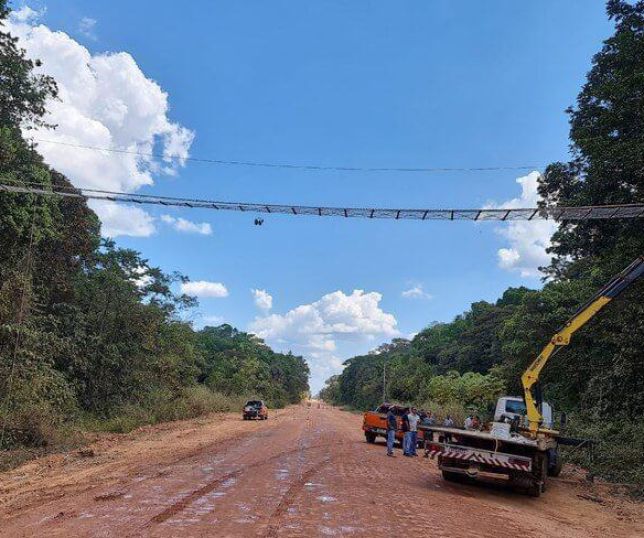 BR-319 ganha Passagem de Fauna e tira mais uma 'desculpa' do Ministério do Meio Ambiente para travar repavimentação 