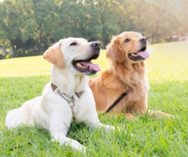 Cães detectam Parkinson pelo cheiro da pele anos antes dos sintomas