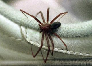 Mulher sofre necrose no seio após picada de aranha-marrom em Santa Catarina