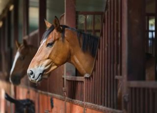 Brasil registra morte de 222 cavalos com suspeita de contaminação por ração, diz ministério