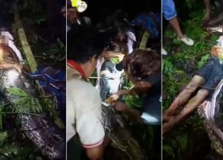 Vídeo mostra momento em que homem é retirado de dentro de píton de sete metros na Indonésia. VEJA