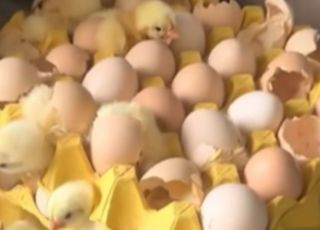 Mulher compra cartela de ovos e se choca com pintinhos vivos. VEJA VÍDEO