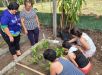 Prefeitura de Manaus implanta pomar e canteiro de plantas medicinais no Saica da Zona Leste