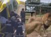 Mulher tem braço arrancado por leão em zoológico na Austrália
