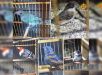 Policia Ambiental apreende 34 aves silvestres mantidas em cativeiro