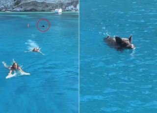 Turistas são perseguidas por javali em mar cristalino na Grécia e fogem para barco