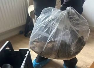 Rato gigante de 56 centímetros é abatido no Reino Unido 