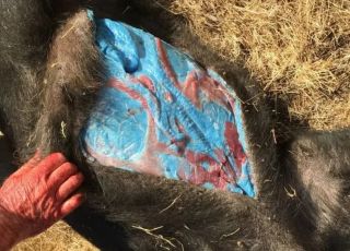 EUA: entranhas de porcos ficam 'azul brilhante' por exposição a pesticida