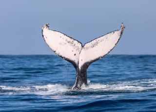 Baleias retomam espaços onde quase foram extintas no Brasil