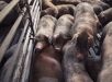 Fazendeiro é acusado de matar duas mulheres e alimentar porcos com os corpos na África do Sul