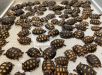 Após apreensão, mais de 600 jabutis serão levados ao MA; 71 morreram