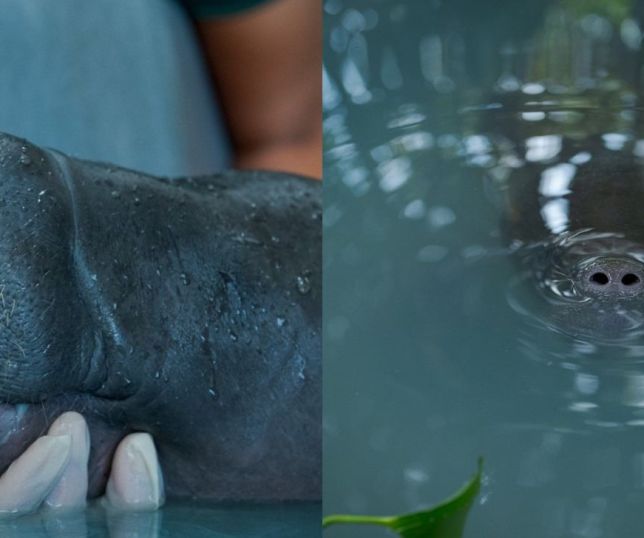 Filhote de peixe-boi é resgatado após suspeita de caça da mãe no Amazonas