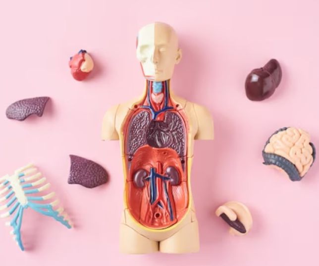 6 órgãos que você pode viver sem e não sabia