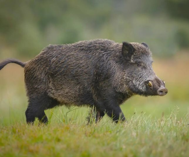Javalis e outros invasores ameaçam a biodiversidade global